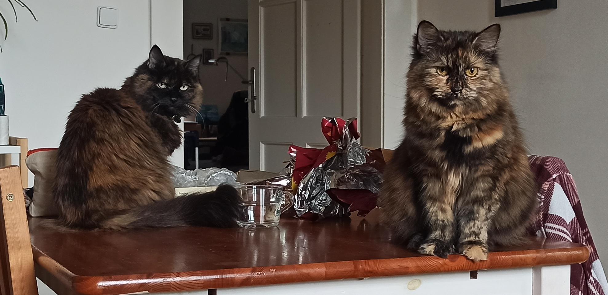 Mishka and Dasha sit on a table 